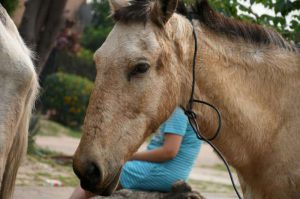 226fcd35-5b2f-cf59-c672-a63b510f254c-800