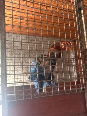 ALLANAMIENTO EN SAN CAYETANO (3)