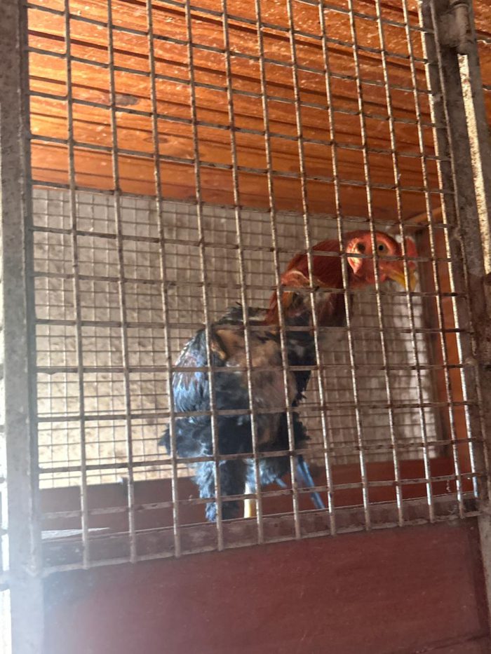 ALLANAMIENTO EN SAN CAYETANO (3)