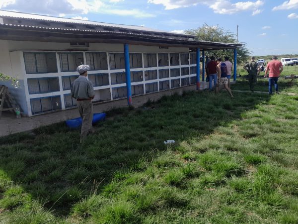 AVES DE CORRAL SECUEST (2)
