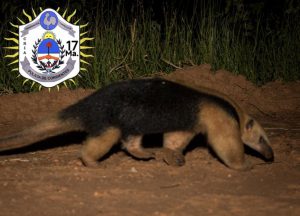 CRIA 17º rescate oso melero (1)