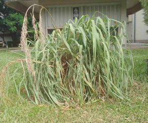 Cymbopogon sp (citronela)