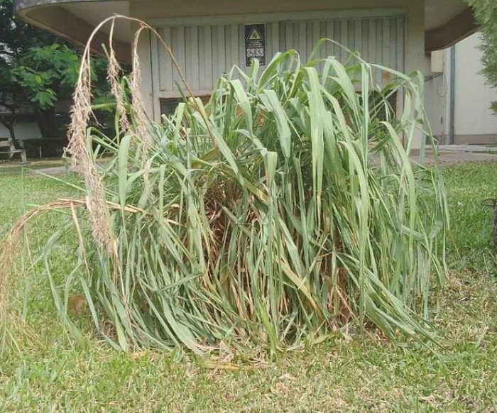Cymbopogon sp (citronela)