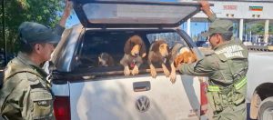 E51 rescate animales 4