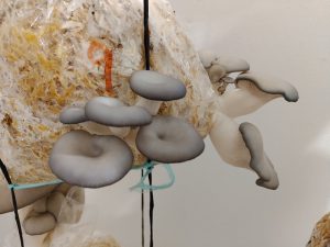 Girgolas Grises