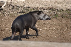 Impenetrable 1-