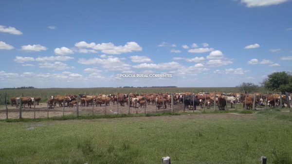 LA CRUZ allamamiento recup 59 animales (4)