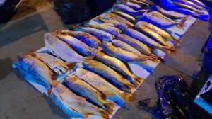 MOCORETA decomisan pescados seg vial (1)