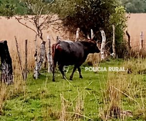 PRIAR CAA CATI - animal rescatado (2)