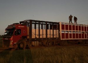 PRIAR GOYA camion y 82 animales sec (1)