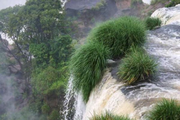 Paspalum-lilloi2-600x399-800