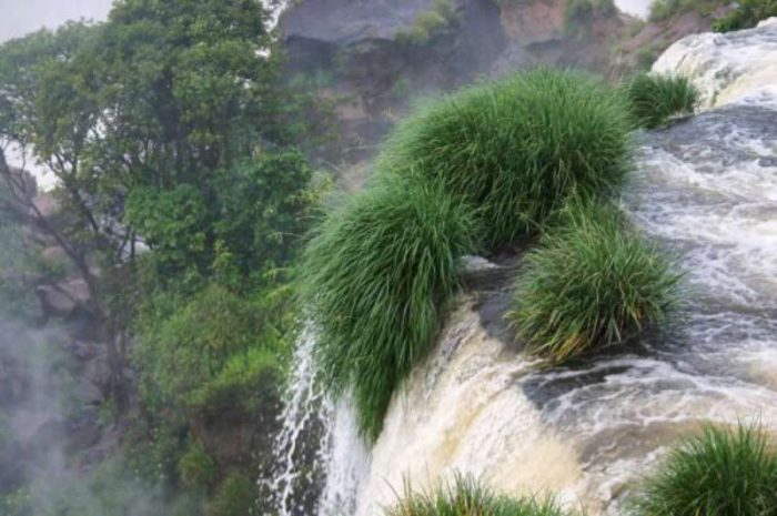 Paspalum-lilloi2-600x399-800