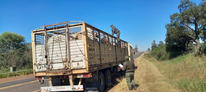 TRANPORTE DE EQUINOS SECUESTRADO (2)