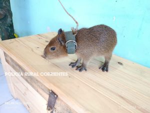 carpincho ITUZAINGO (2)