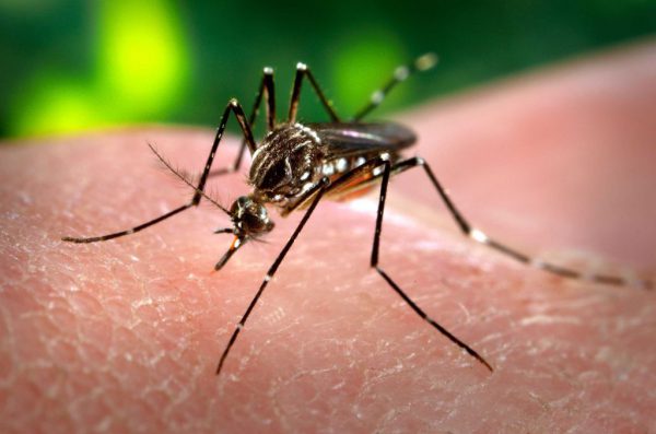 dengue mosquito